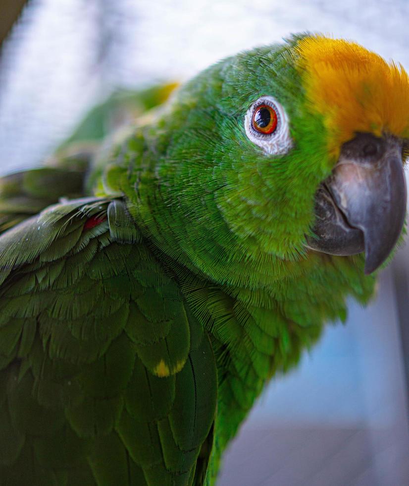 avvicinamento bellissimo verde pappagallo becco foto