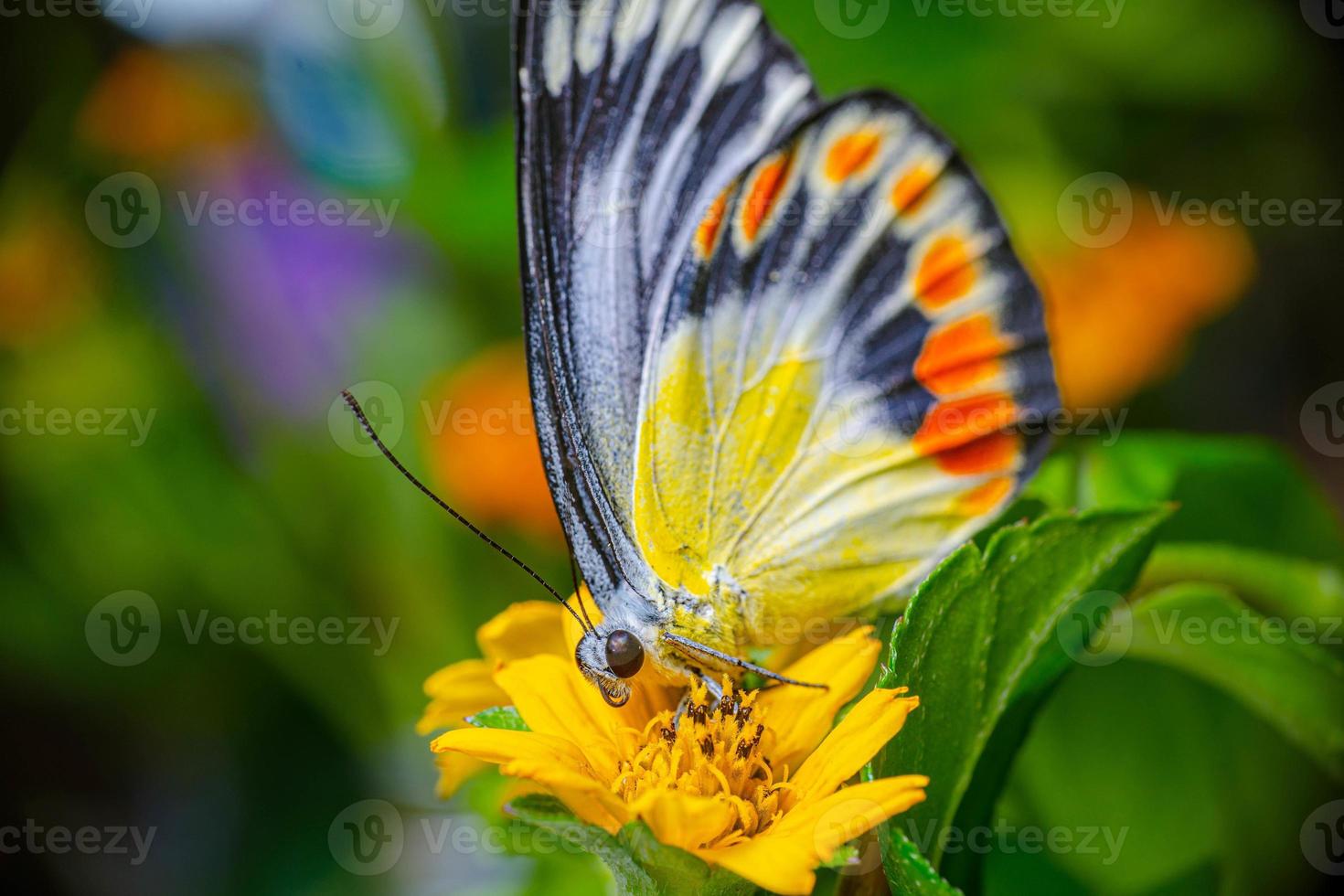 avvicinamento farfalla su fiorire giallo fiore foto