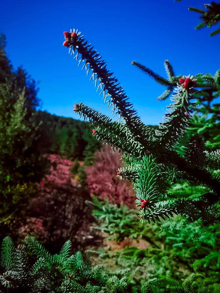 scoprire il maestoso bellezza di un' cedro albero foglia, un' viaggio in il cuore di natura splendore foto