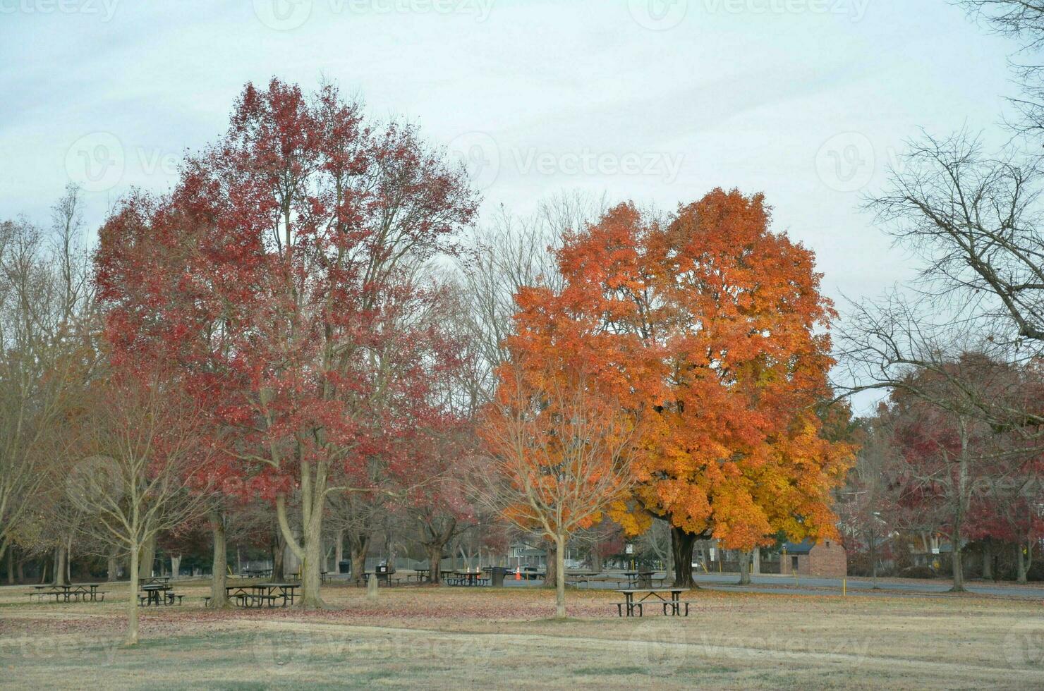 alberi con arancia e rosso le foglie nel parco nel autunno foto