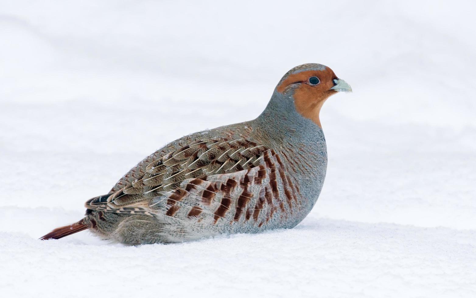 vicino tiro di grigio pernice - perdice perdice - in posa nel in profondità neve nel freddo inverno stagione foto