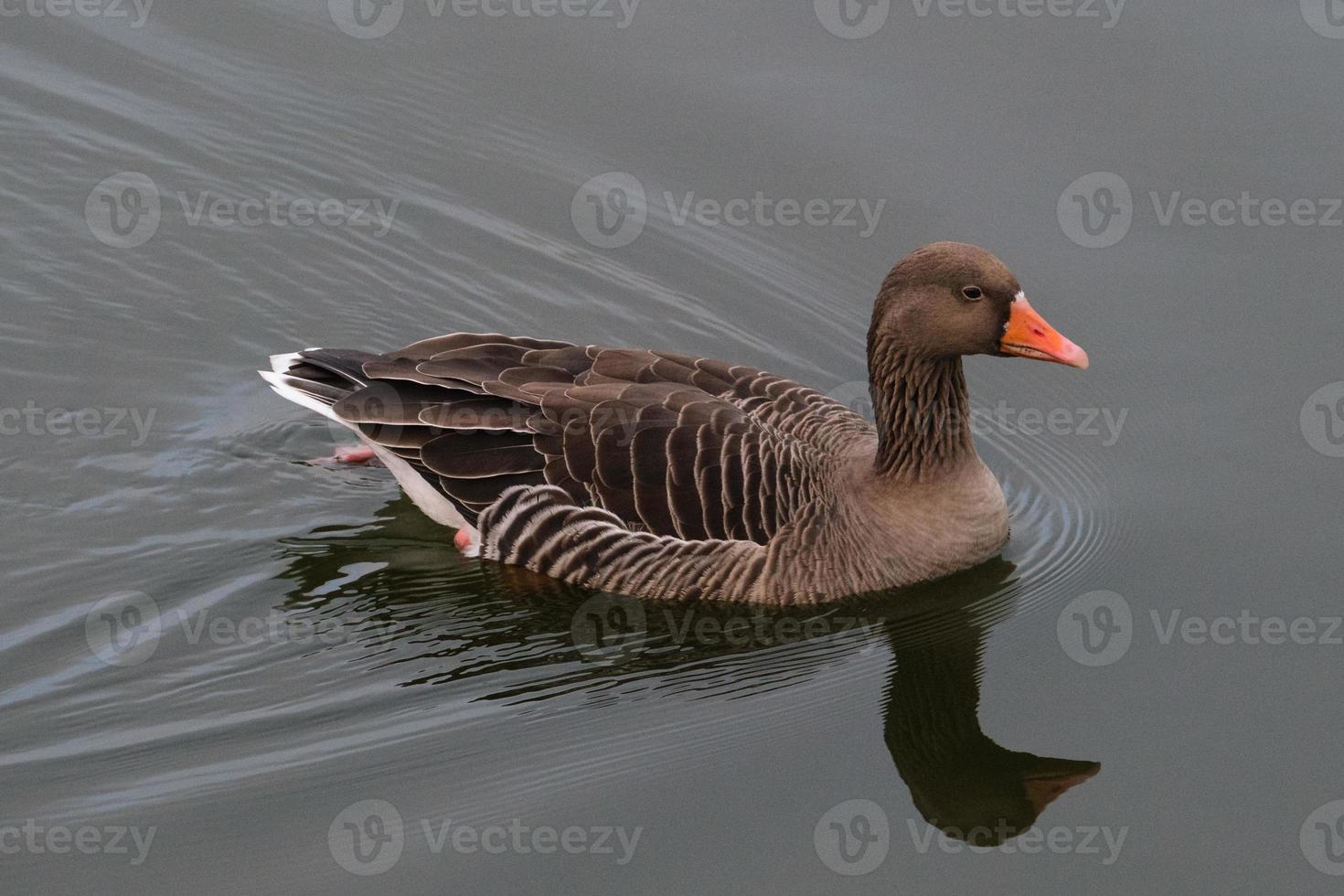 greylag Oca anser risposta, Vittoria parco, belfast, settentrionale Irlanda, UK foto