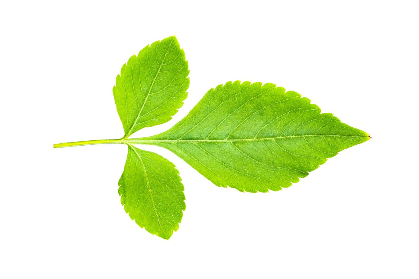 foglia verde isolato su uno sfondo bianco foto