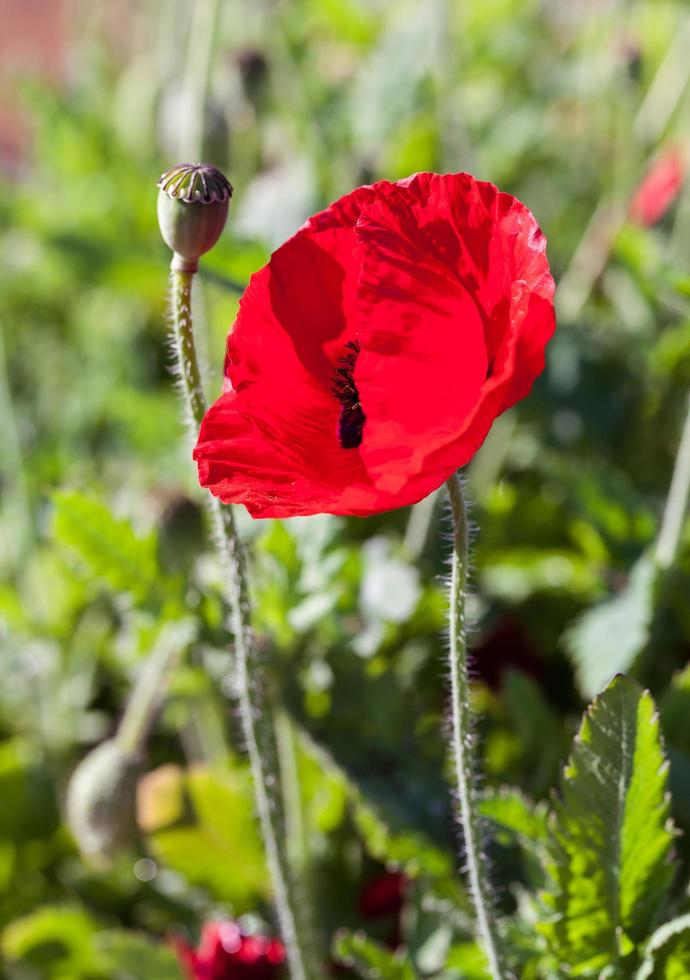 fiore rosso papavero foto