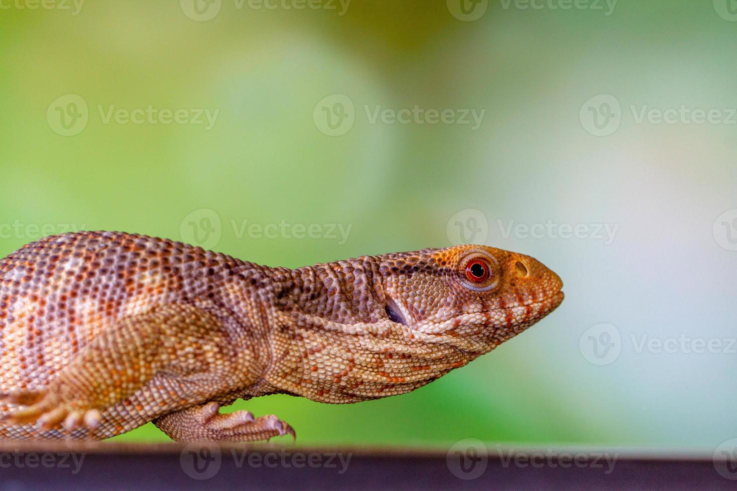 il panana blu lingua lizzard foto