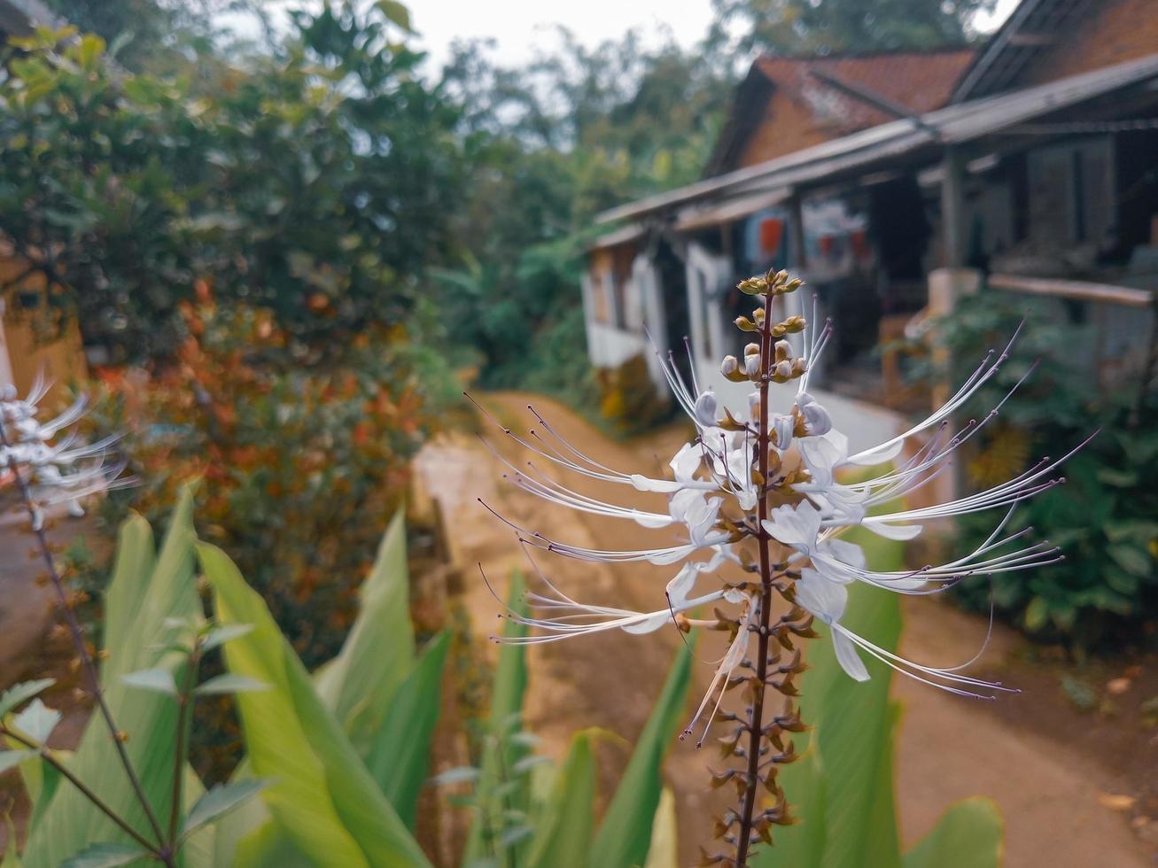 ortosifone aristato, comunemente conosciuto come gatti barba o Giava Tè, è un' pianta specie nel il famiglia lamiaceae. il pianta è un' medicinale erba trovato principalmente per tutto meridionale Cina. foto