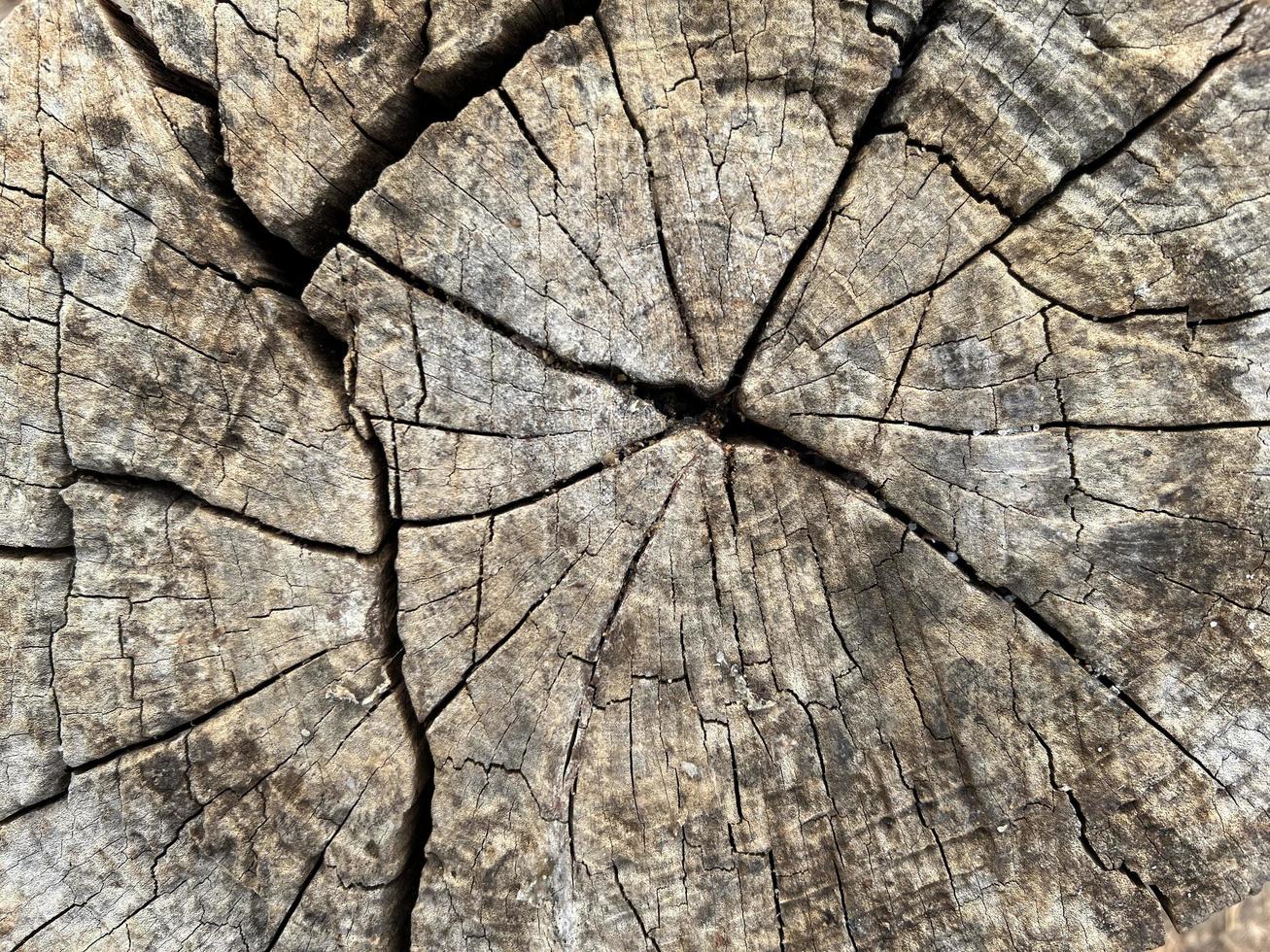 struttura di albero ceppo, natura legna per sfondo. foto
