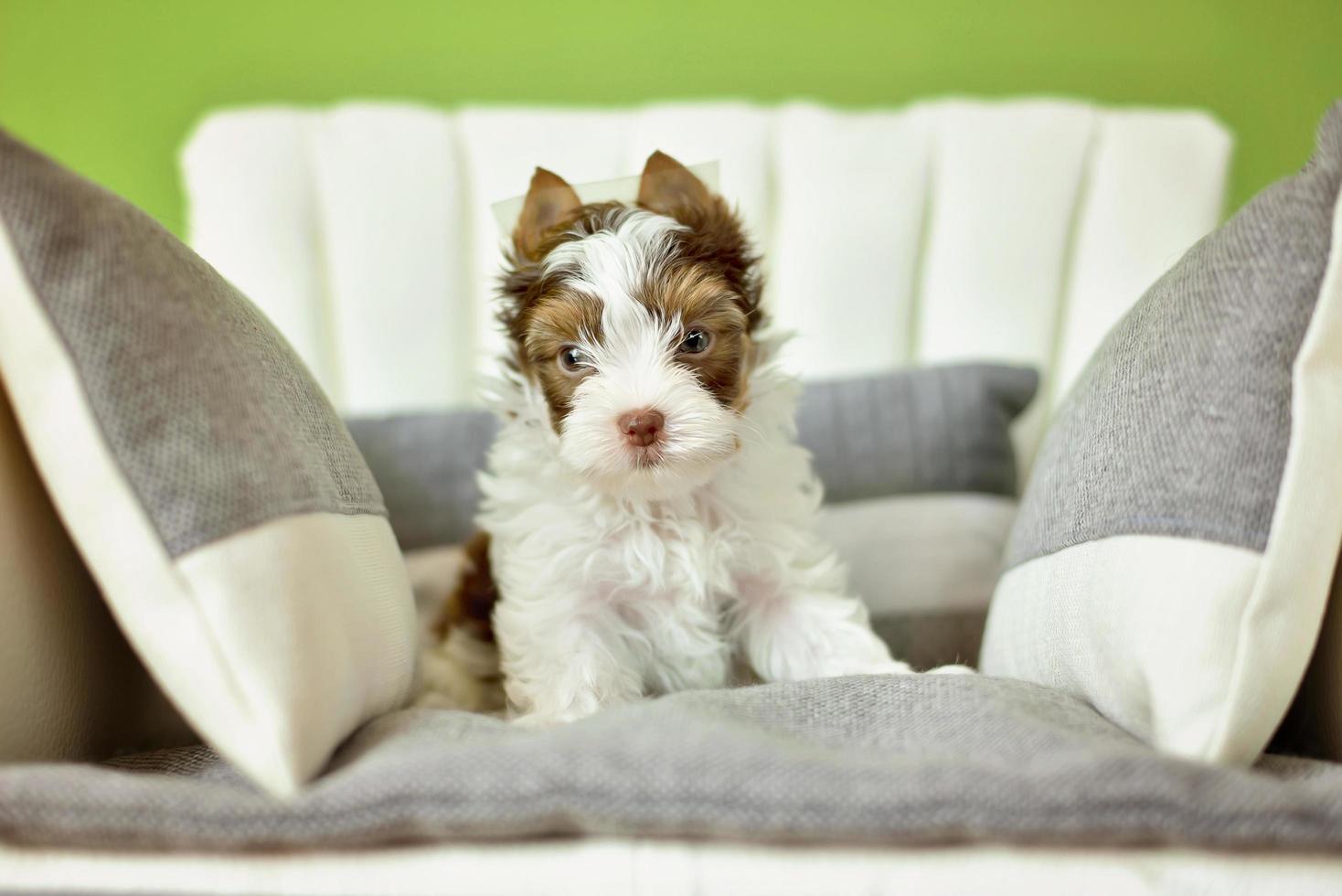 un cane yorkshire terrier seduto su una sedia beige foto