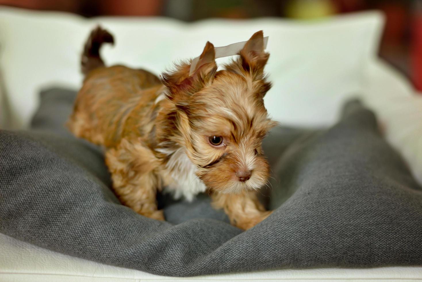 un cane yorkshire terrier seduto su una sedia beige foto