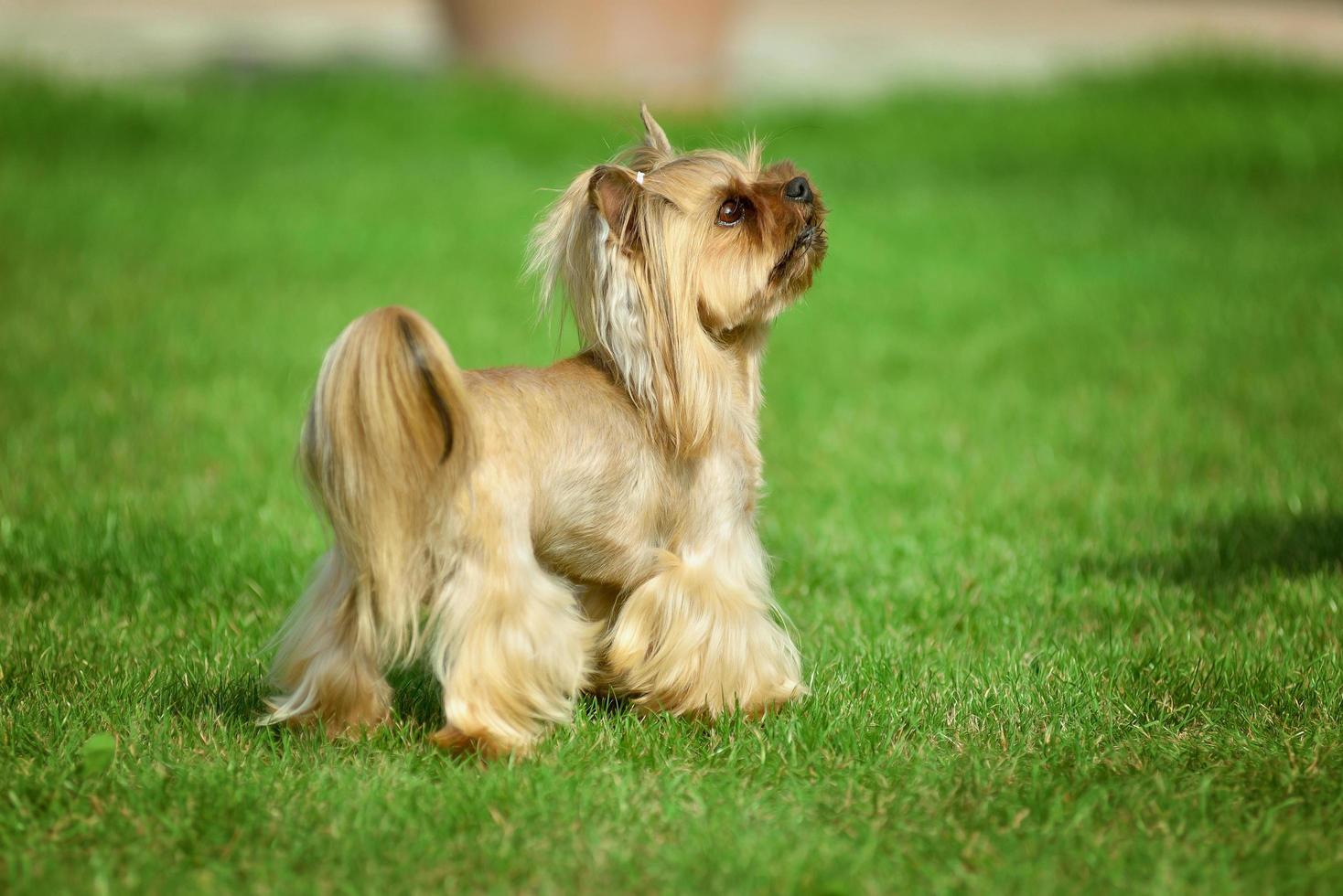 yorkshire terrier capelli lunghi runnin sul prato verde nel parco foto