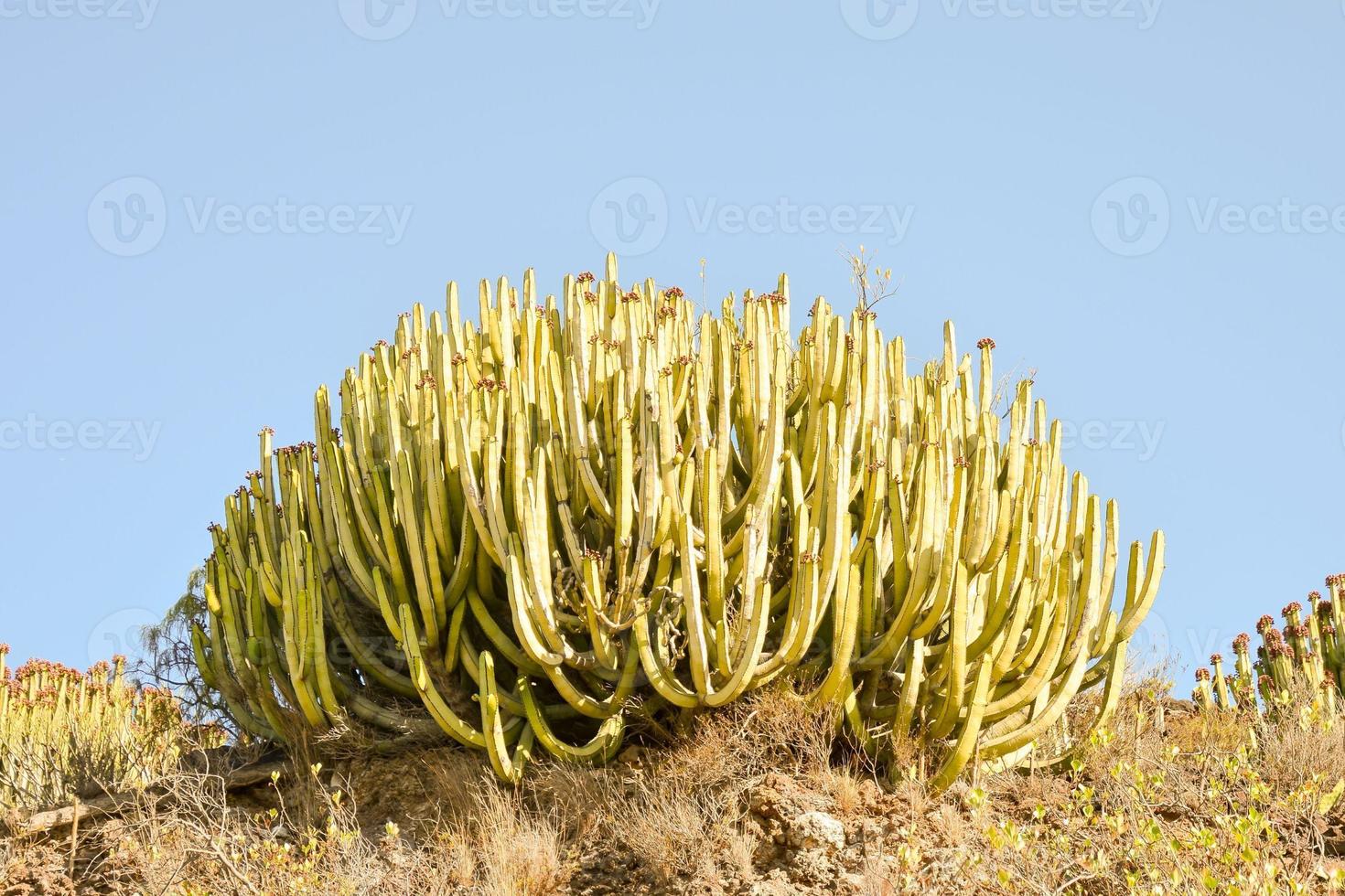 verde cactus impianti foto