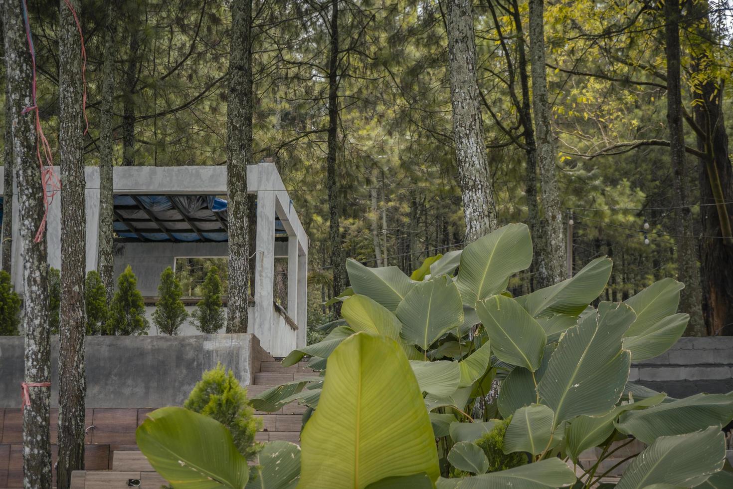 verde giardino pieno con decorativo pianta e collaborare con verde caffè negozio. il foto è adatto per uso per verde caffè negozio sfondo, promuovere manifesto e decorativo pianta soddisfare media.