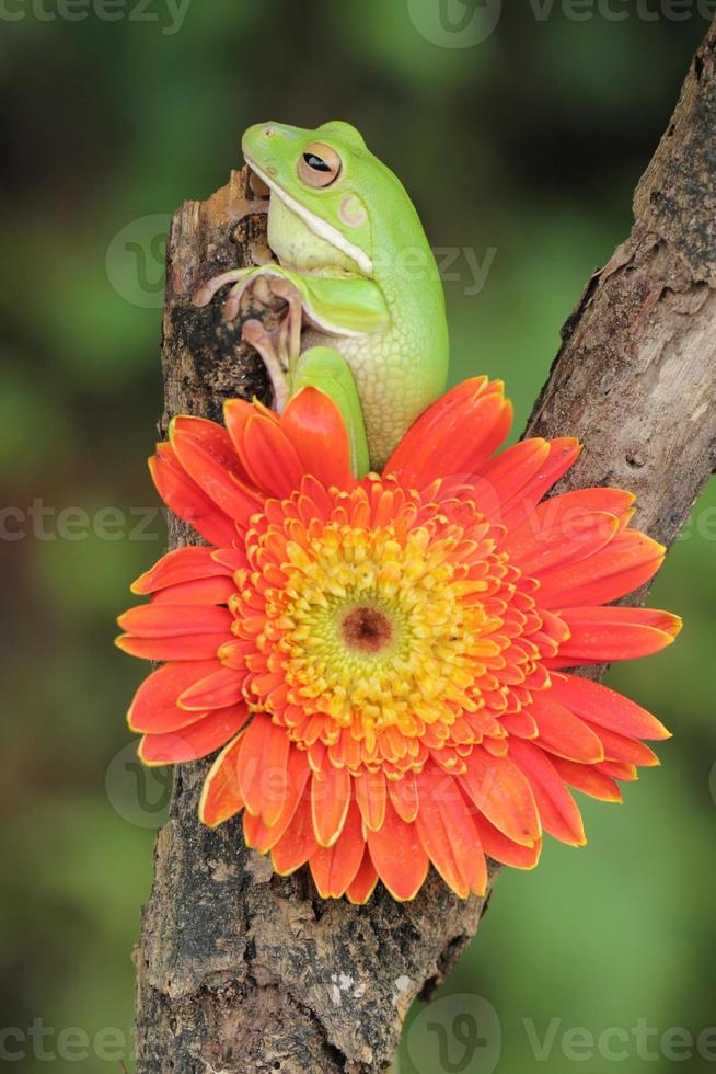 macro palcoscenico di rana e arancia fiore foto