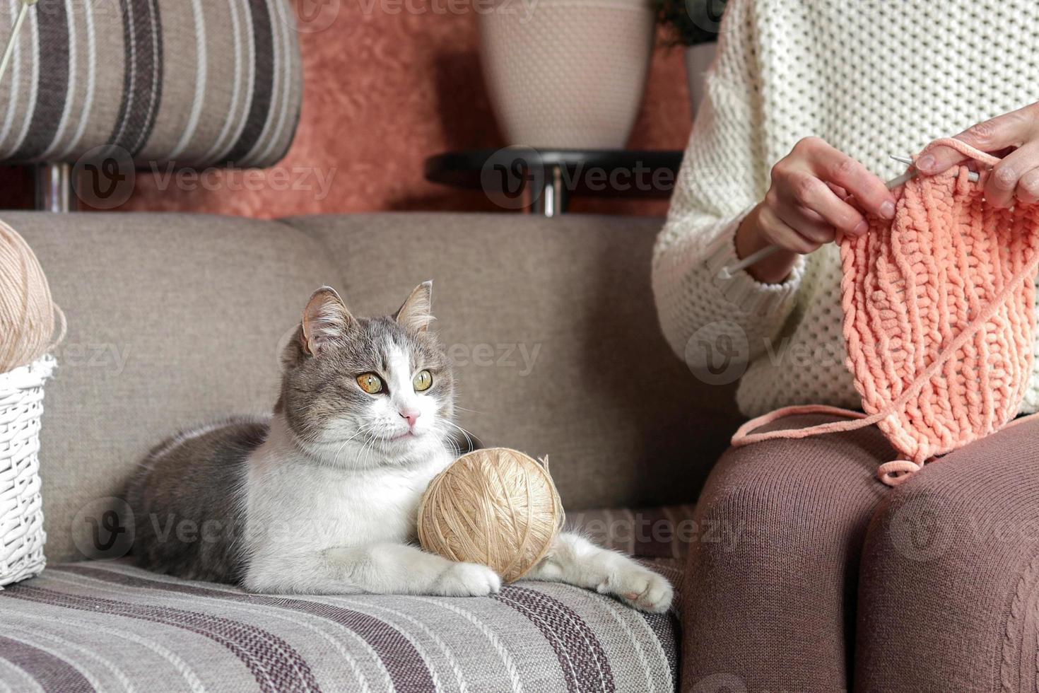 un' domestico gatto si siede Il prossimo per il proprietario chi maglia Abiti a partire dal filato foto