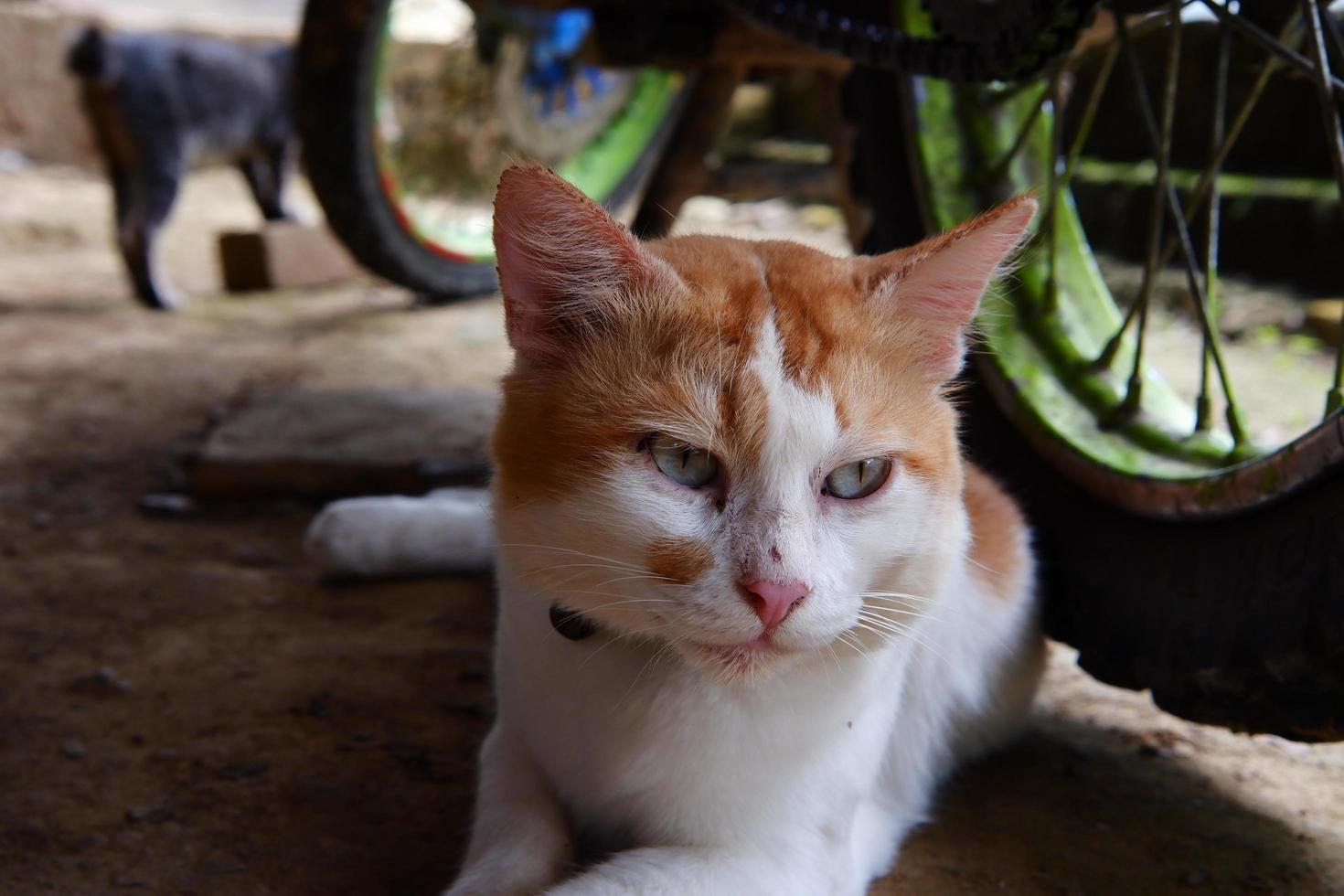 un' bianca maschio gatto è giocando all'aperto foto