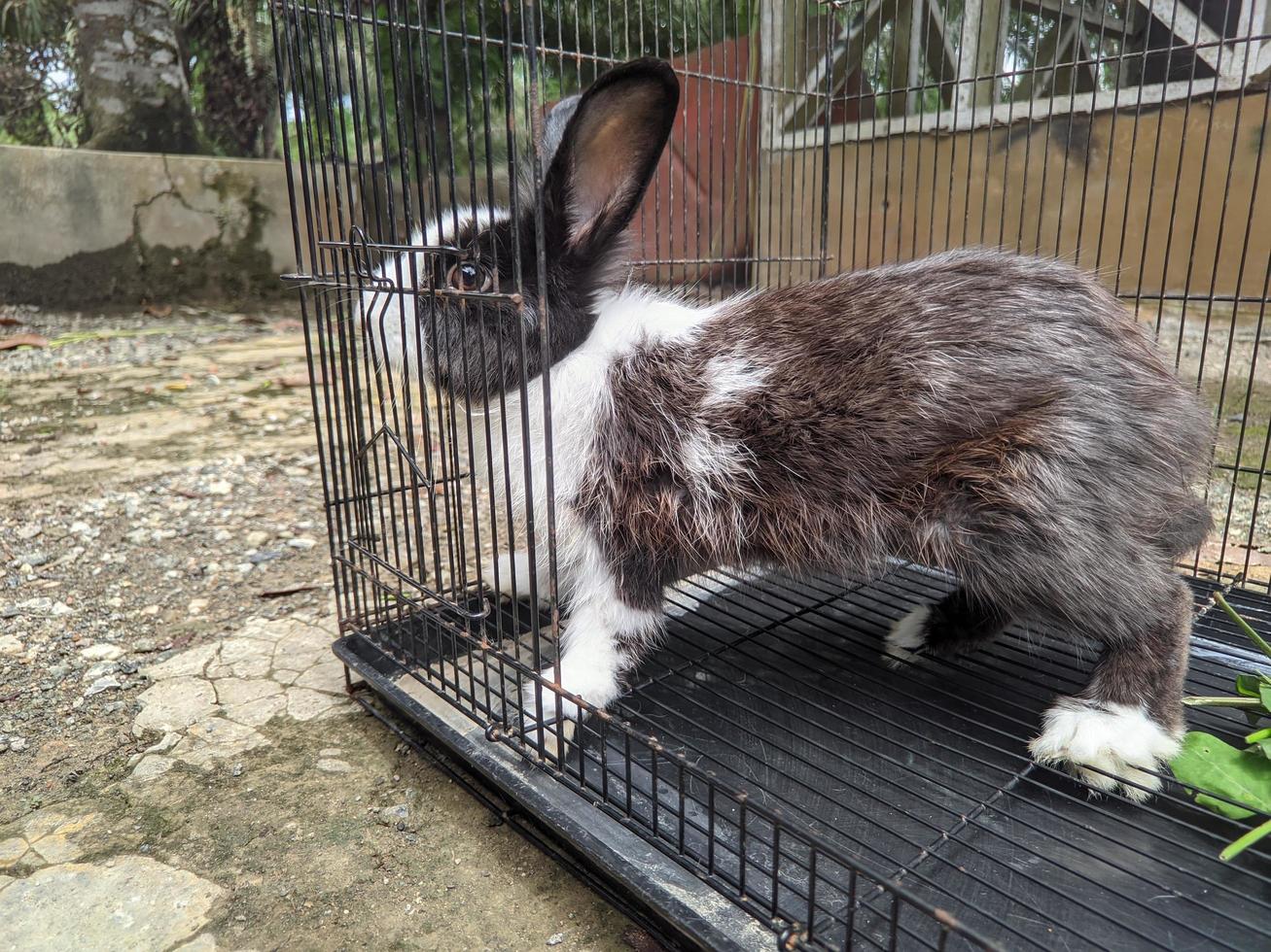 un' carino coniglietto nel un' gabbia.è mangiare foto