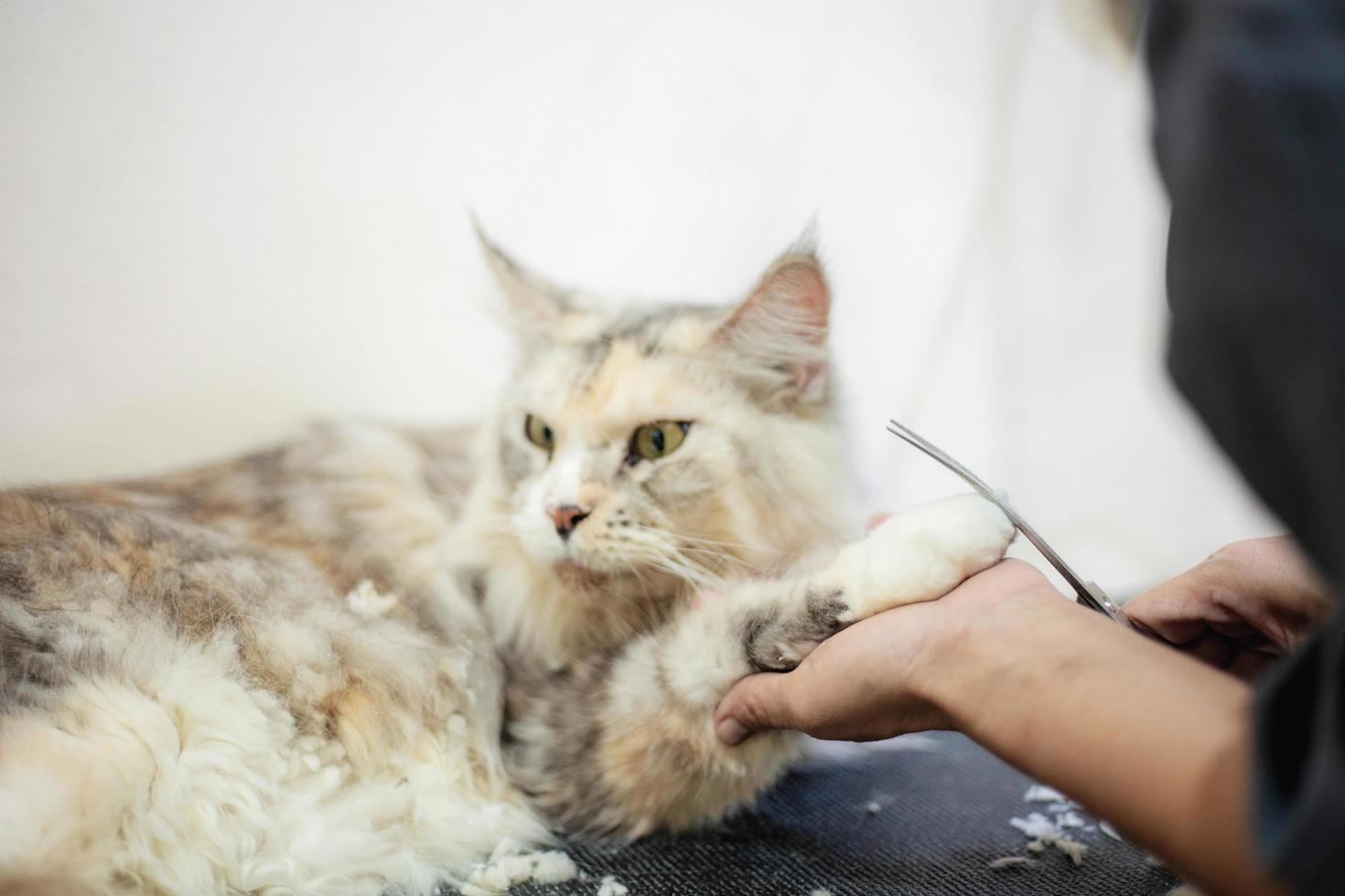 donna che tiene il piede di un gatto mentre si taglia i capelli foto