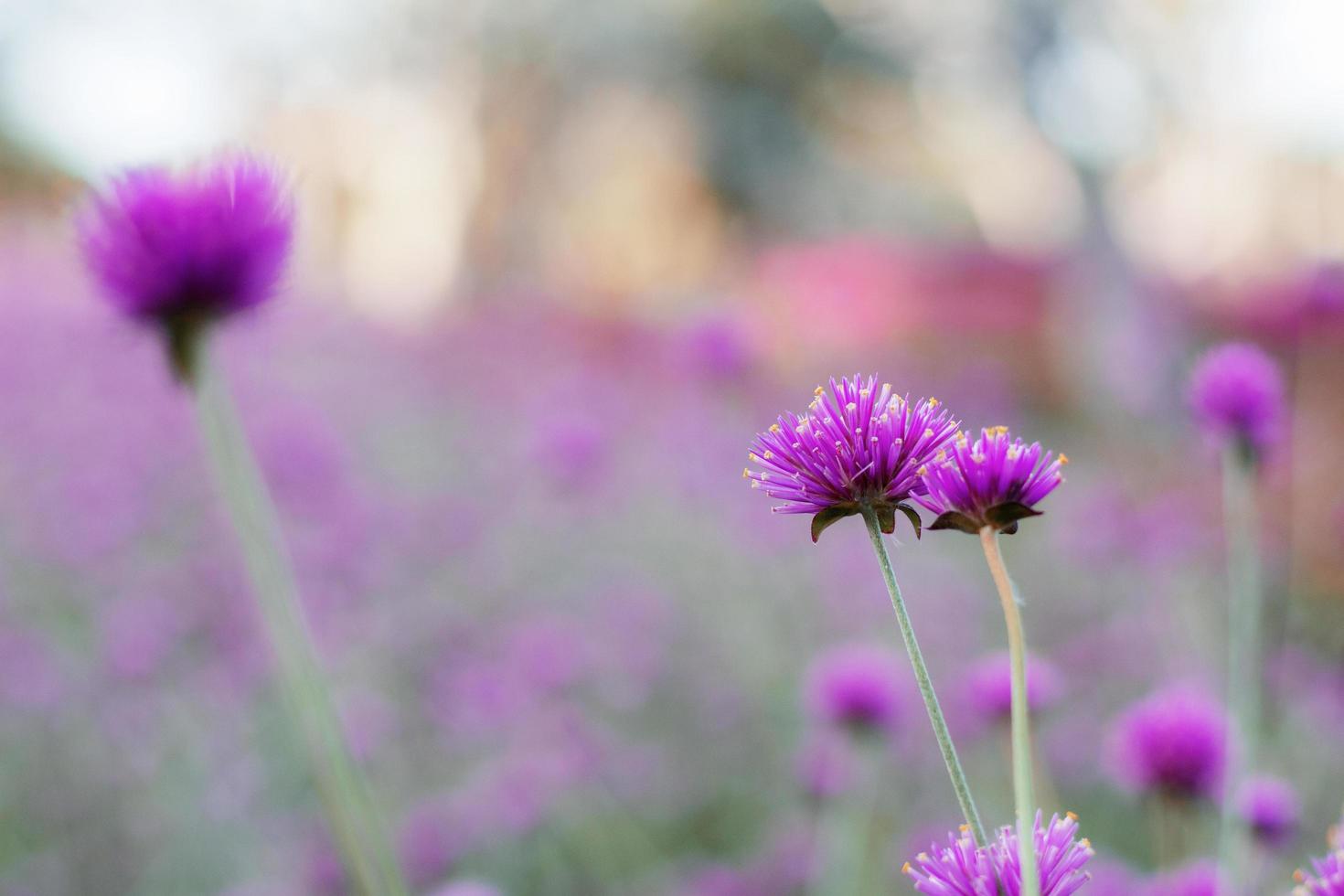 fiore su ambiente naturale sfocato foto