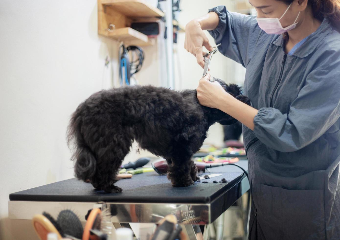 donna che taglia i capelli un cane foto