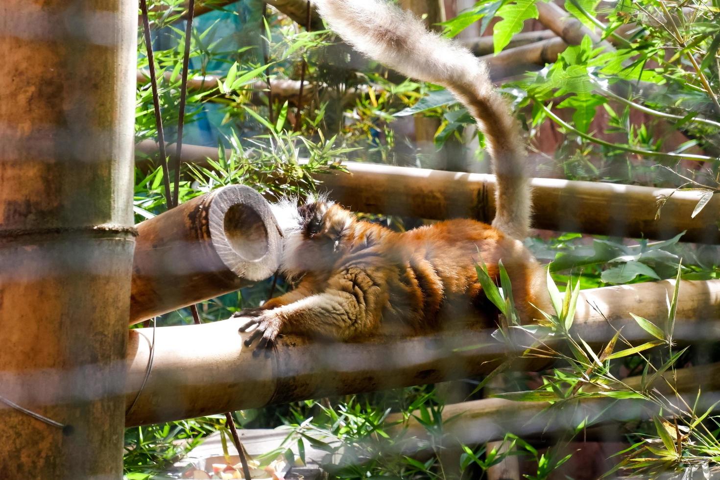 selettivo messa a fuoco di pelle d'oro lemuri quello siamo arrampicata il ferro di loro gabbie. foto