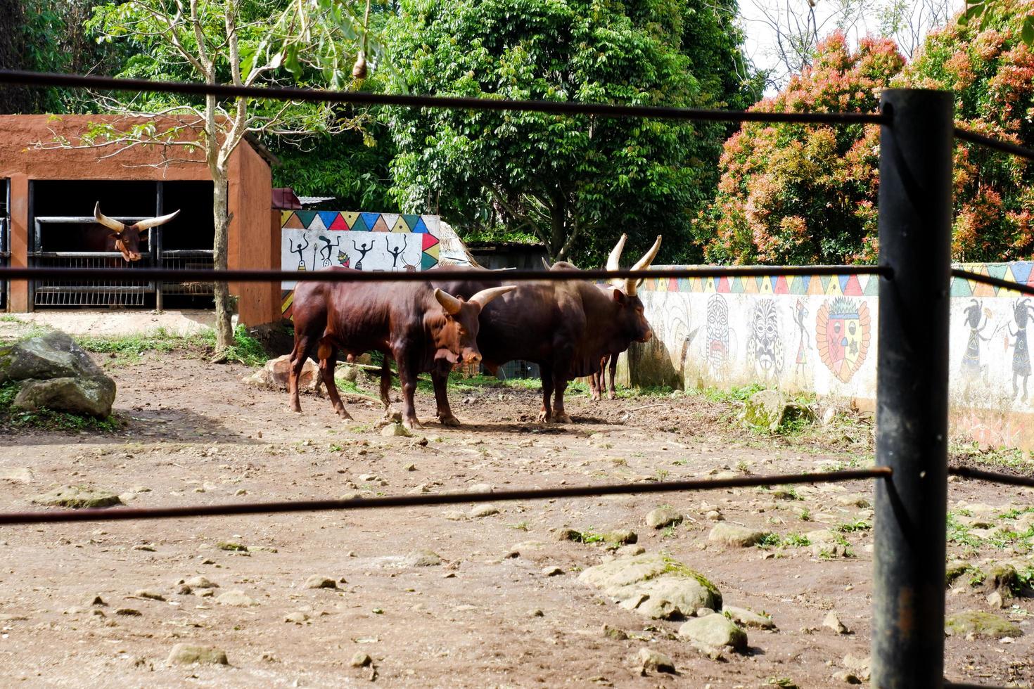 selettivo messa a fuoco di ankole watusi chi è rilassante nel il suo gabbia. foto