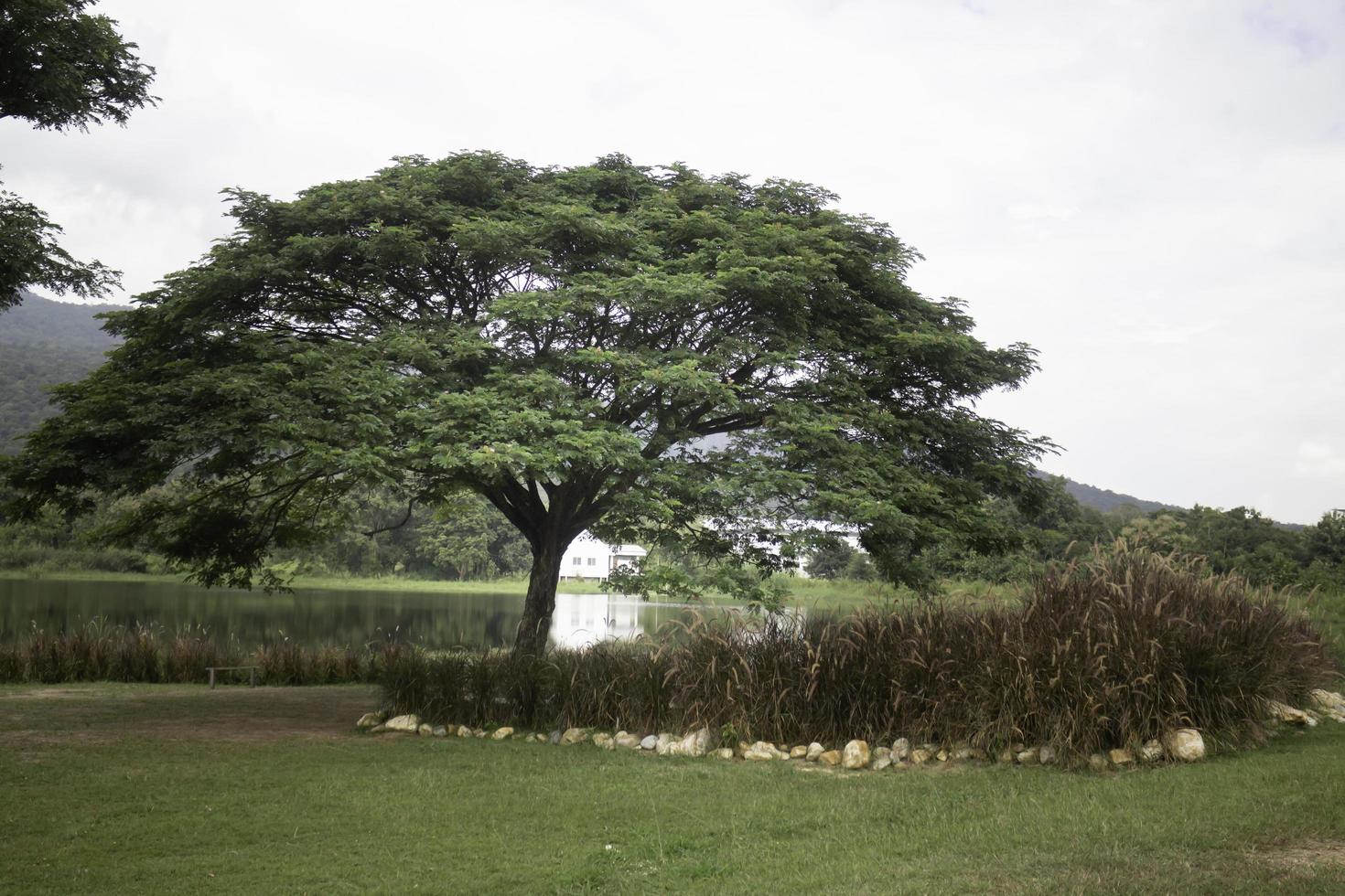 albero verde nel campo estivo foto