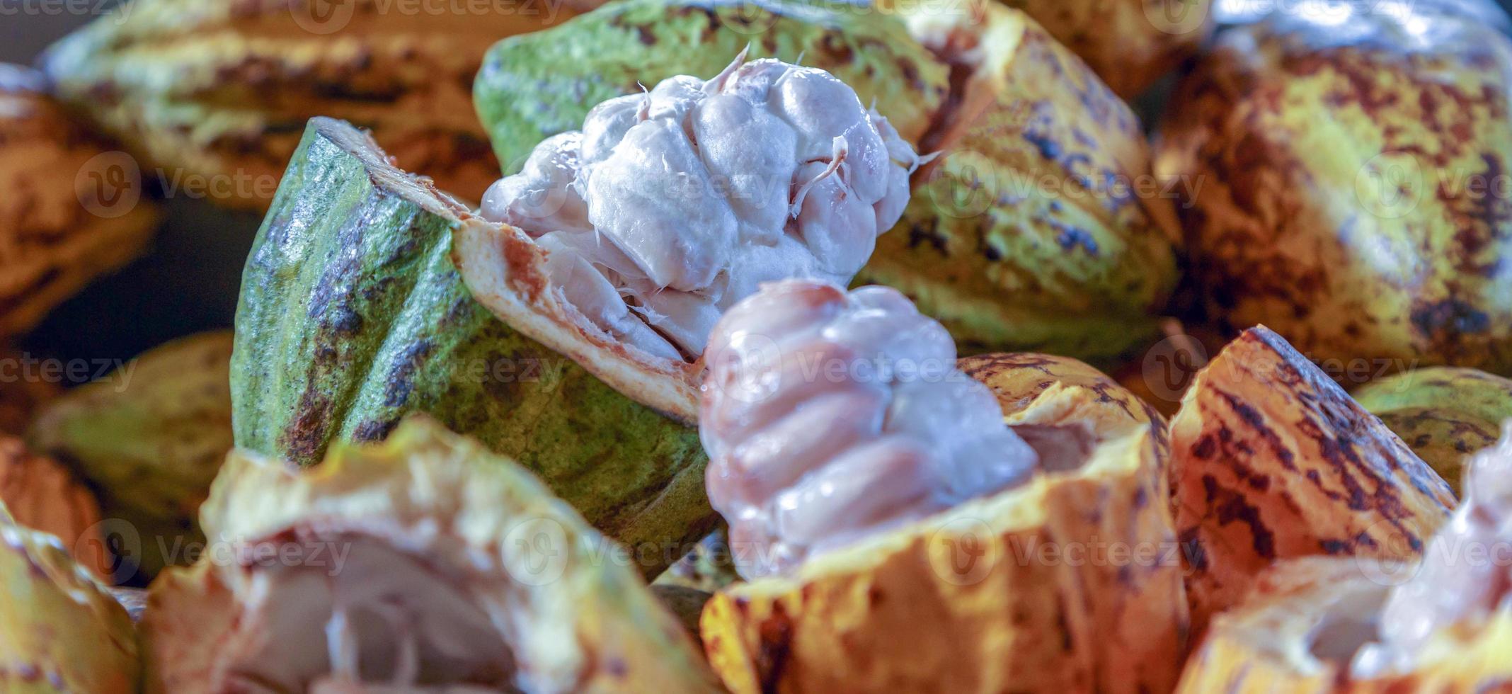 tagliare nel metà maturo cacao baccelli o giallo cacao frutta raccogliere cacao fagioli per Spedire per il cioccolato fabbrica foto