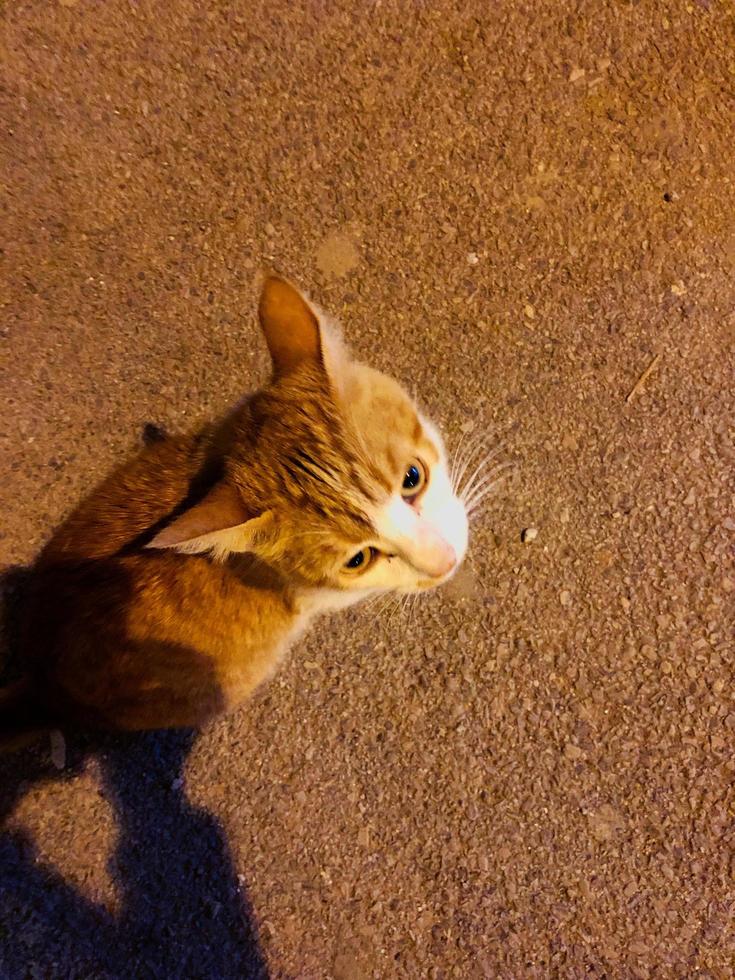 vivente con un' gatto il giocattoli e benefici foto