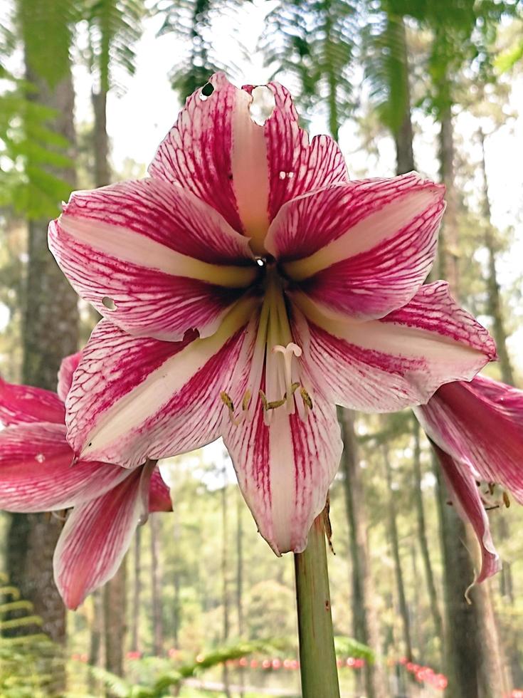 umbi amarilis o amarillide fiore foto