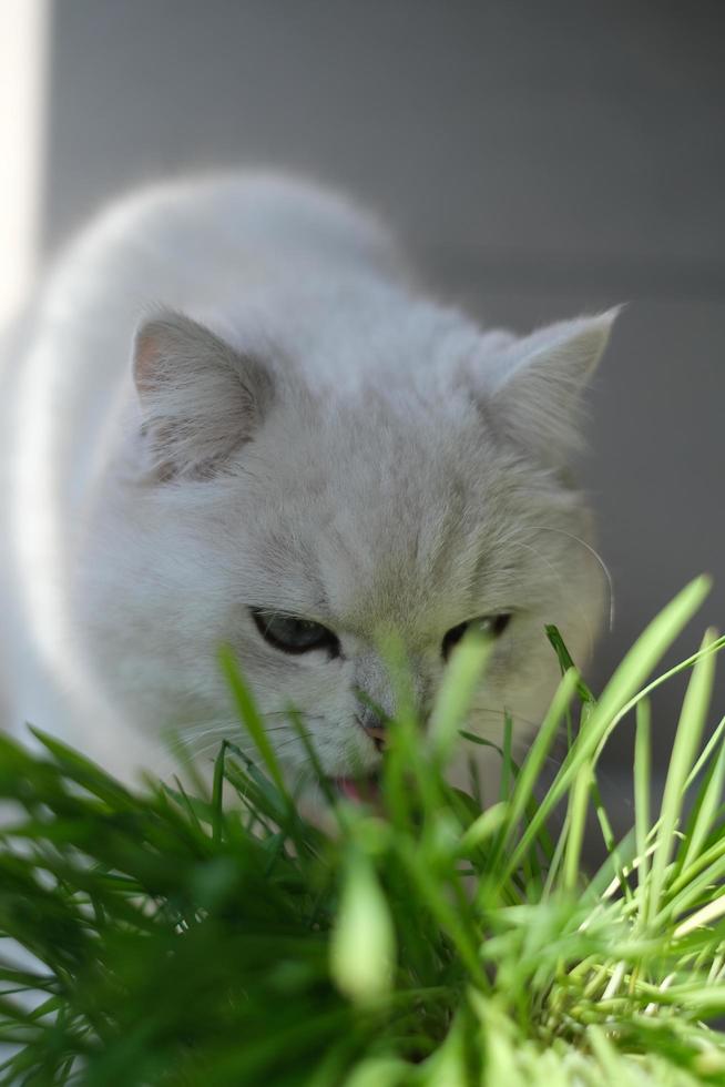 un' bianca gattino mangiare gatto erba foto