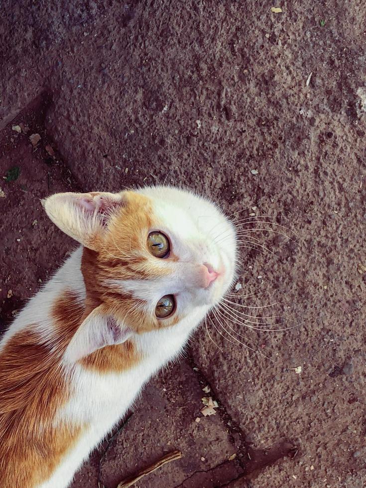 mozzafiato d'oro gatto un' sbalorditivo vista per ecco foto