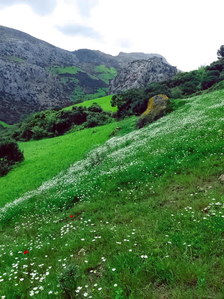 tranquillo bellezza di un' camomilla fiore pianta a il vertice di un' montagna, un' viaggio in il cuore di della natura sereno e magnifico paesaggi foto