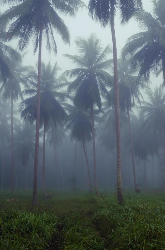 Noce di cocco alberi nel nebbia di mattina foto