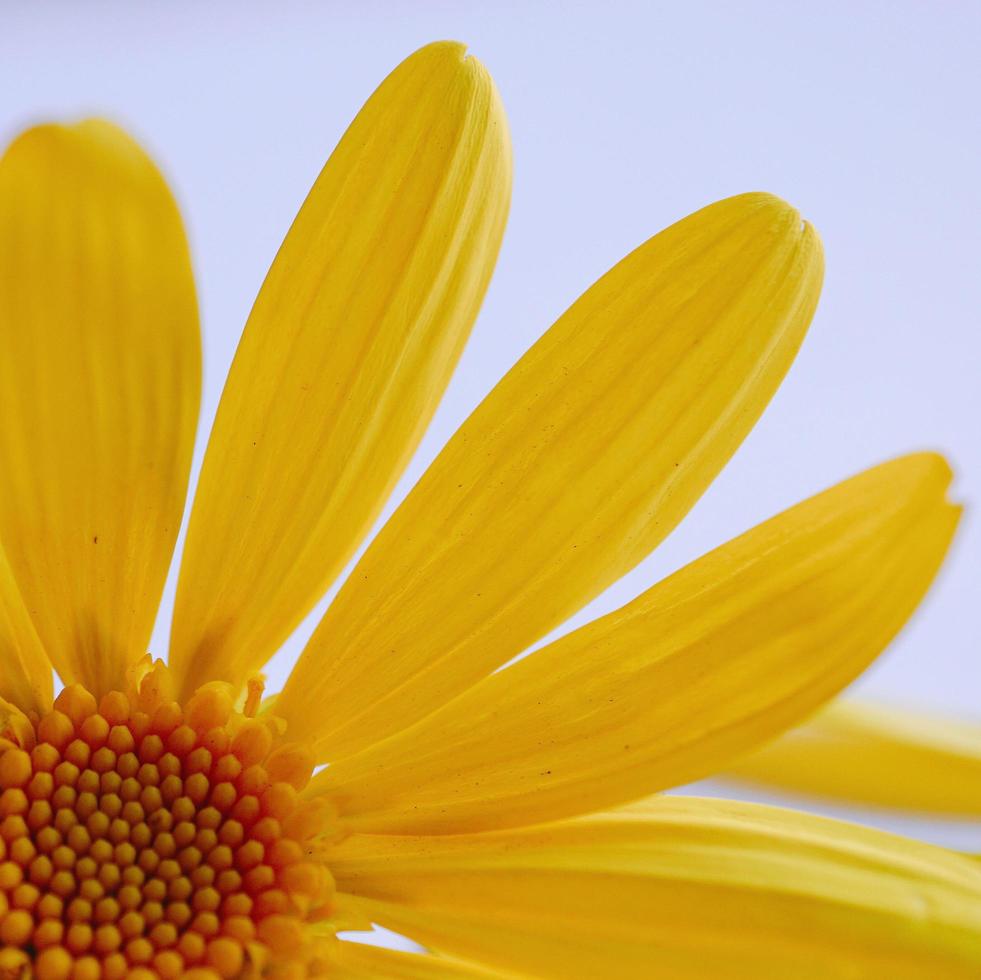 bel fiore giallo nella stagione primaverile foto