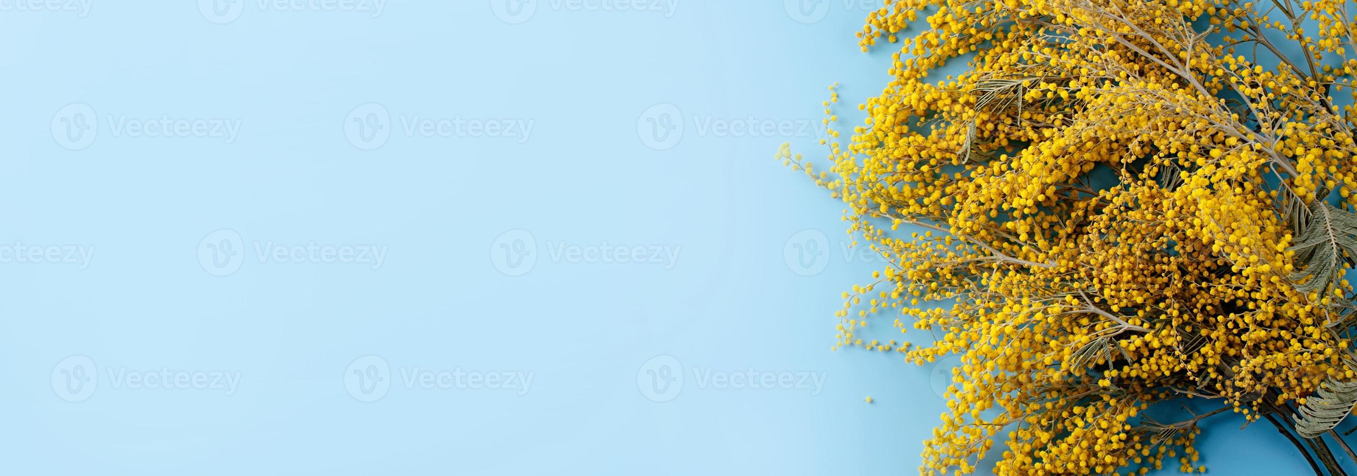 telaio di giallo mimosa fiori su blu solido bakground foto