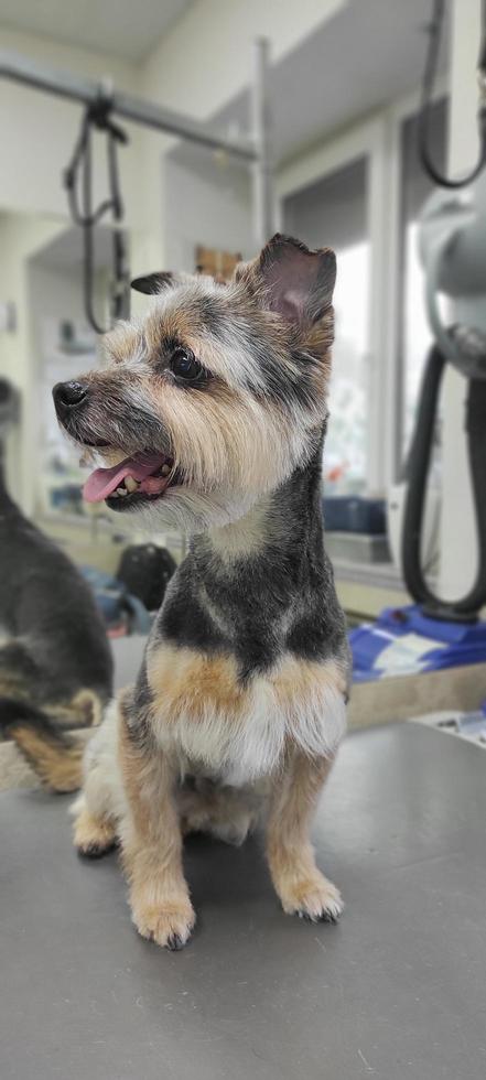 York cane su del toelettatore tavolo dopo un' taglio di capelli foto