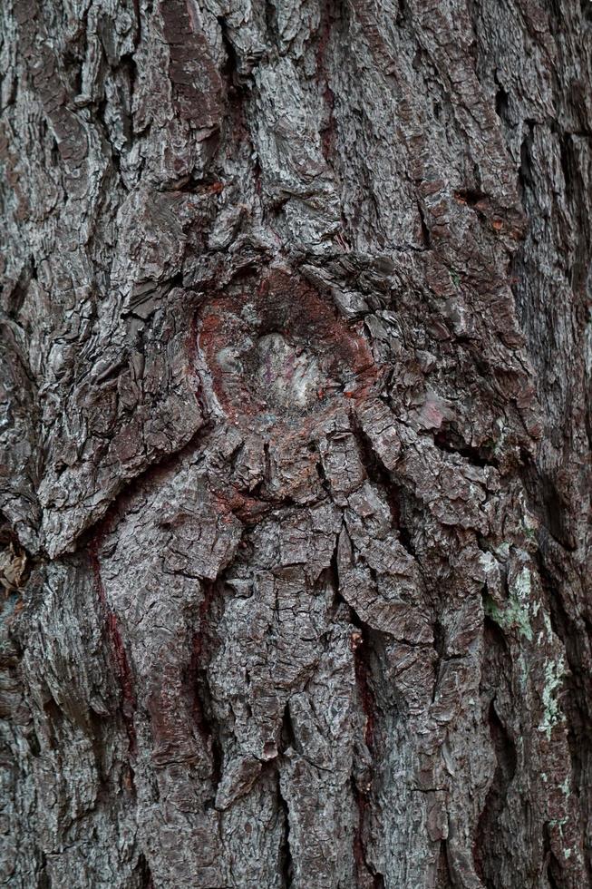 Close up di un tronco di albero con texture di sfondo foto