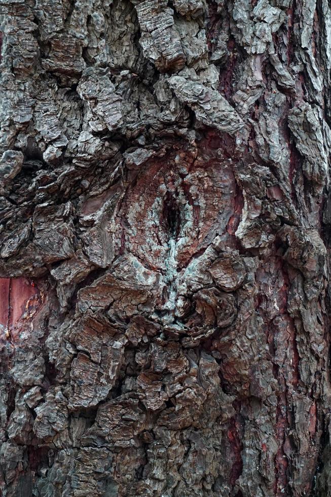 Close up di un tronco di albero con texture di sfondo foto