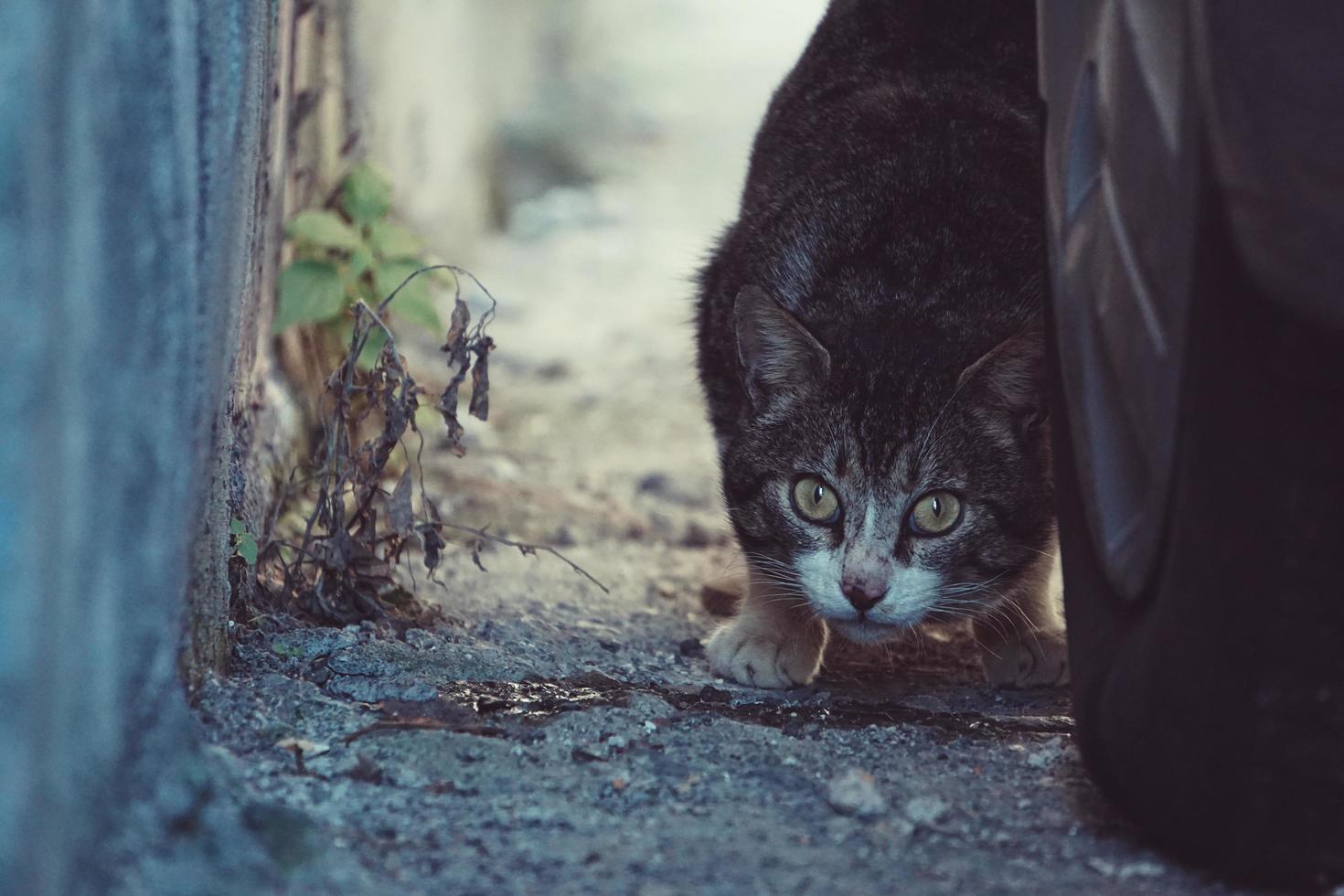 ritratto di gatto randagio grigio foto