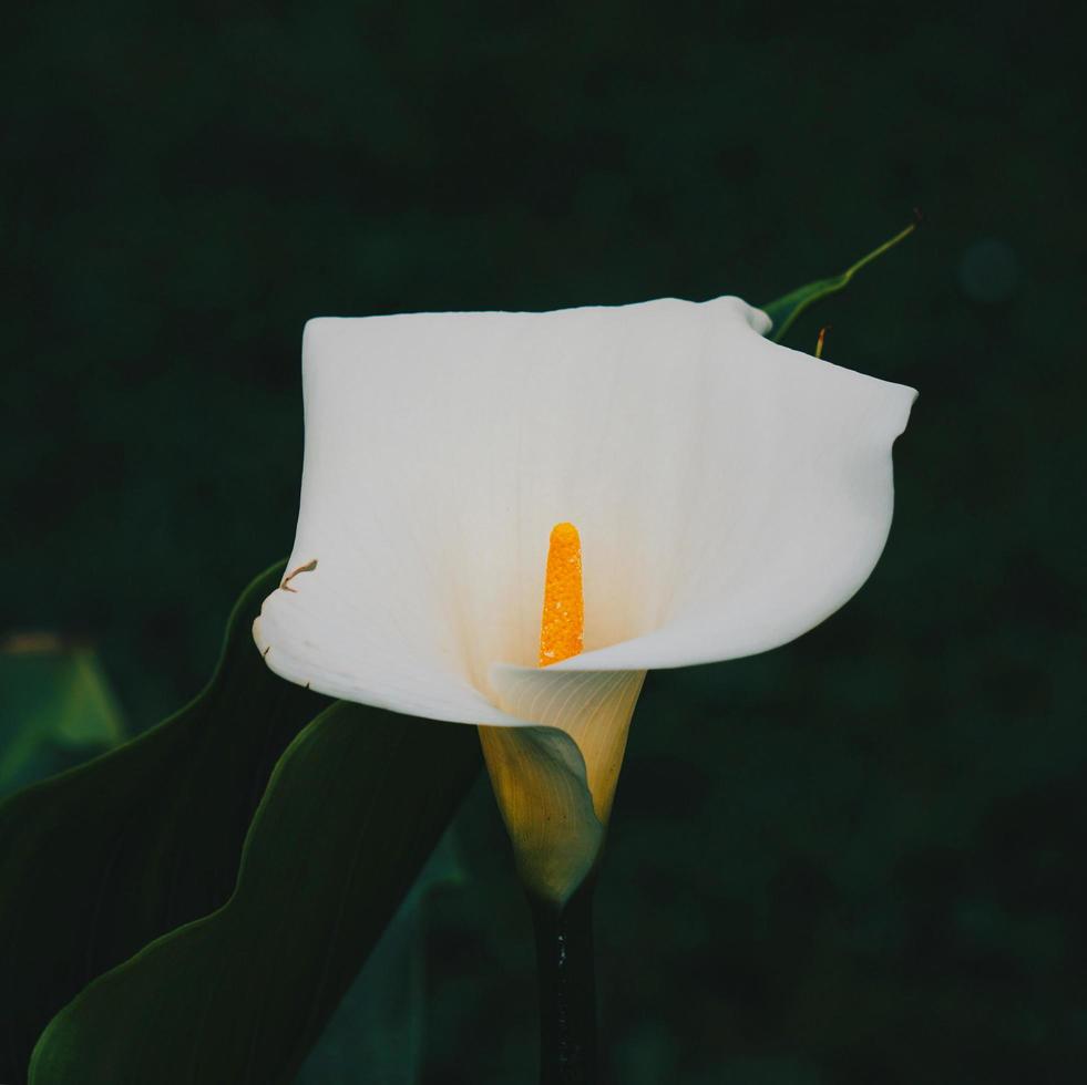 bellissimo giglio bianco calla fiore nella stagione primaverile foto