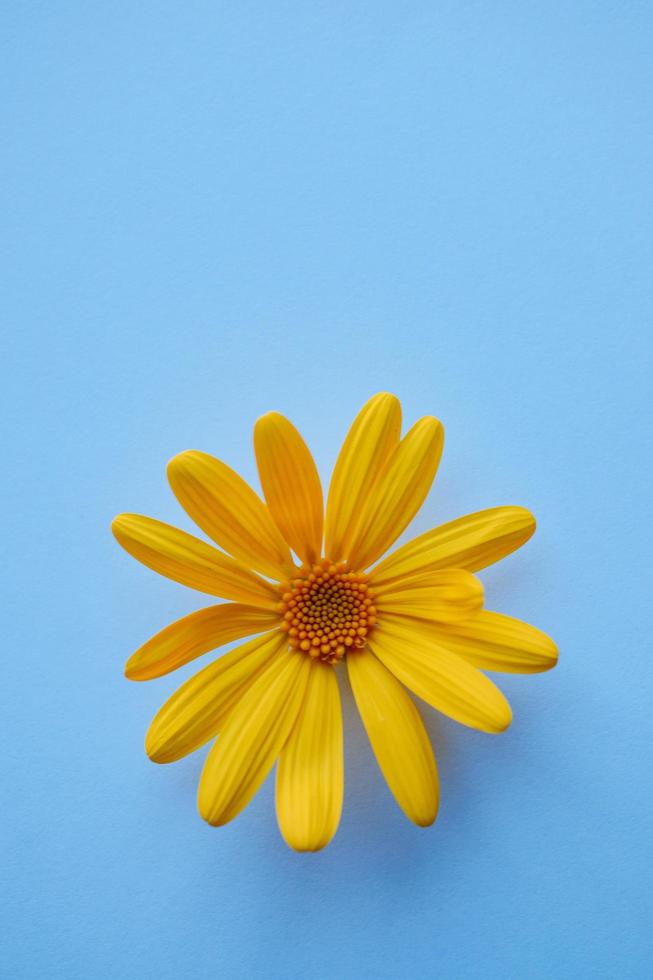 bel fiore giallo nella stagione primaverile foto
