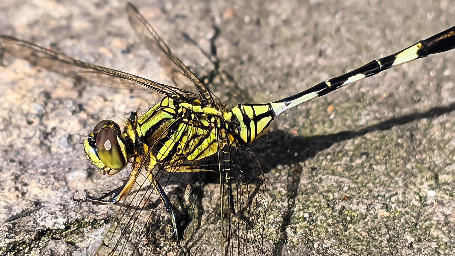 un' giallo-nero libellula arroccato su un' grigio roccioso superficie durante il giorno, lato Visualizza foto