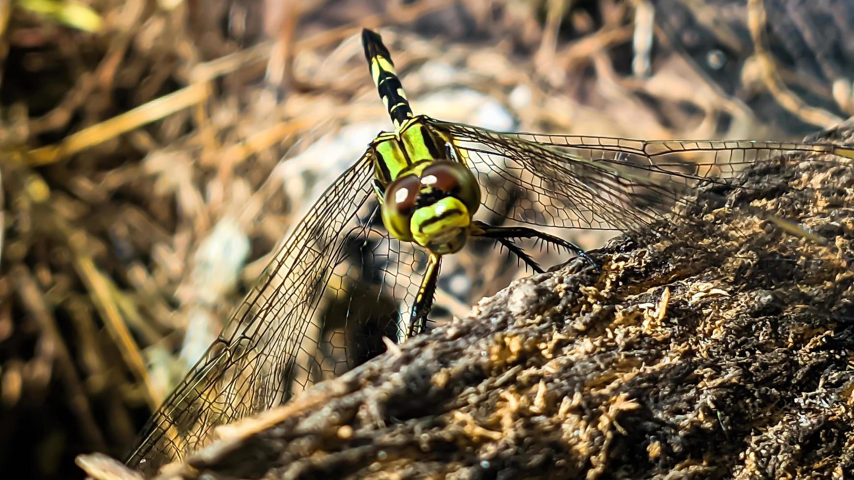 un' giallo verde libellula arroccato su un' Marrone Cracked vecchio log legna durante il giorno, davanti Visualizza foto