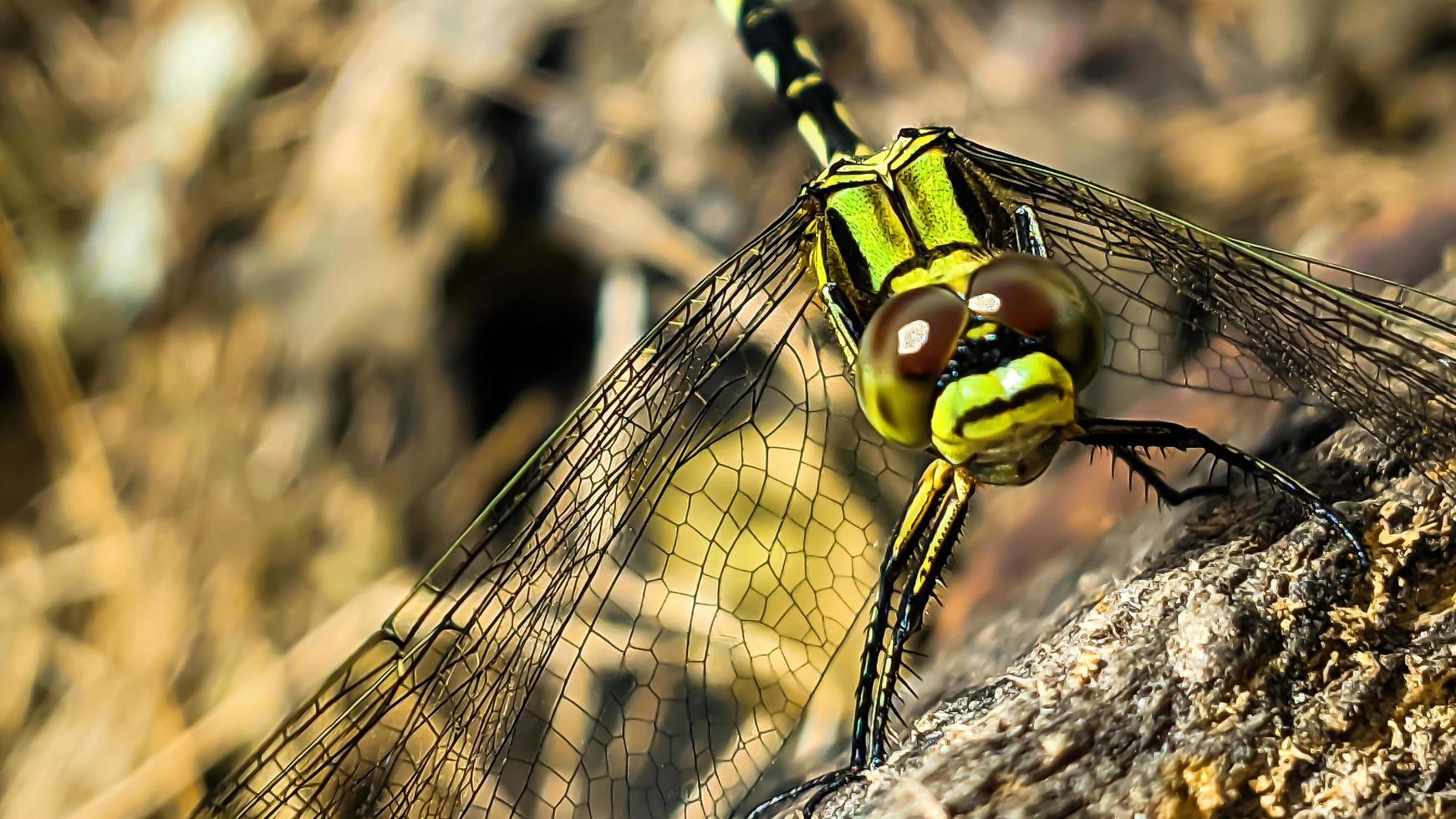 un' giallo-nero libellula arroccato su un' Marrone Cracked vecchio log legna durante il giorno, davanti Visualizza foto