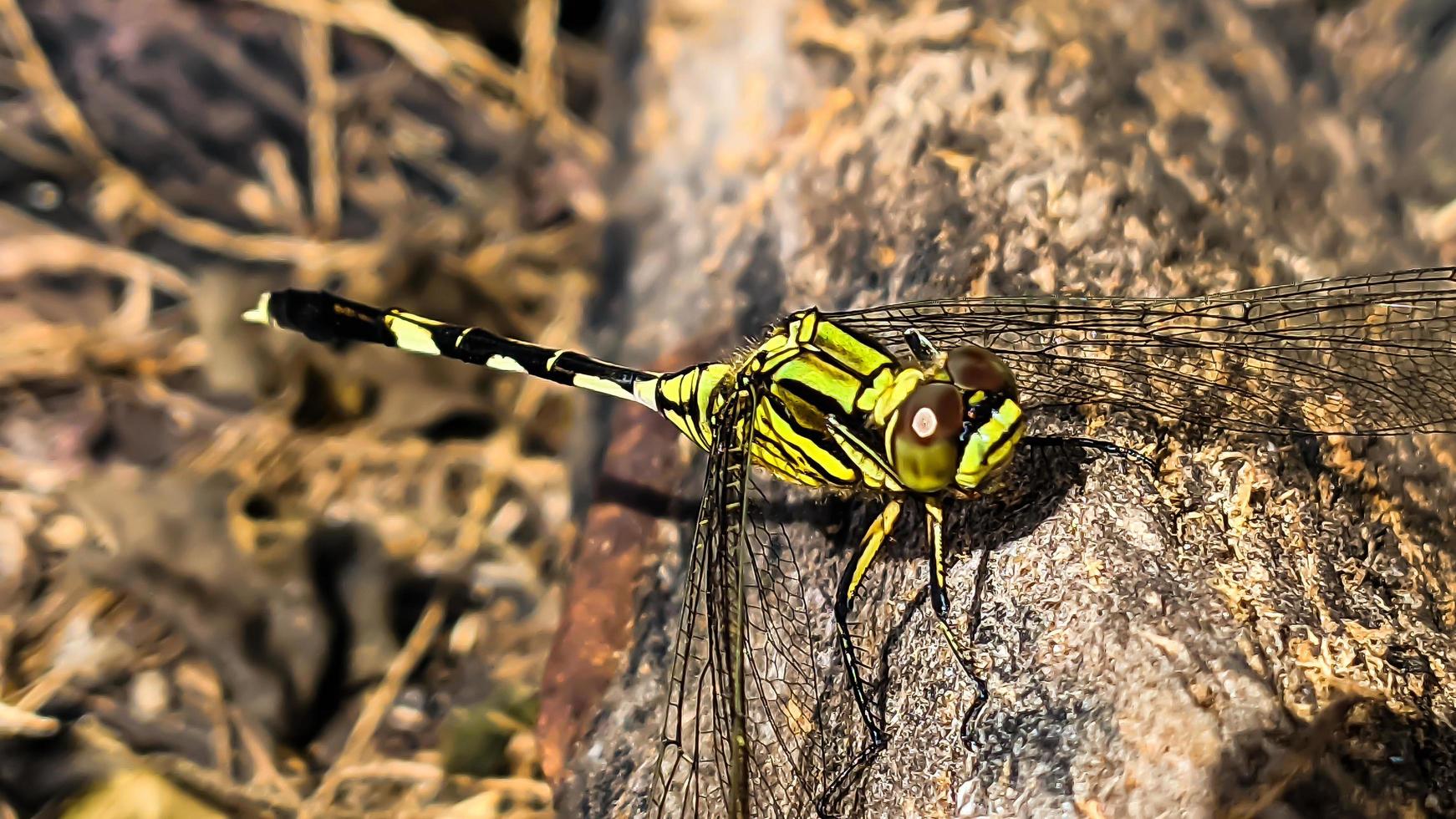 un' giallo verde libellula arroccato su un' Marrone Cracked vecchio log legna durante il giorno, lato Visualizza foto