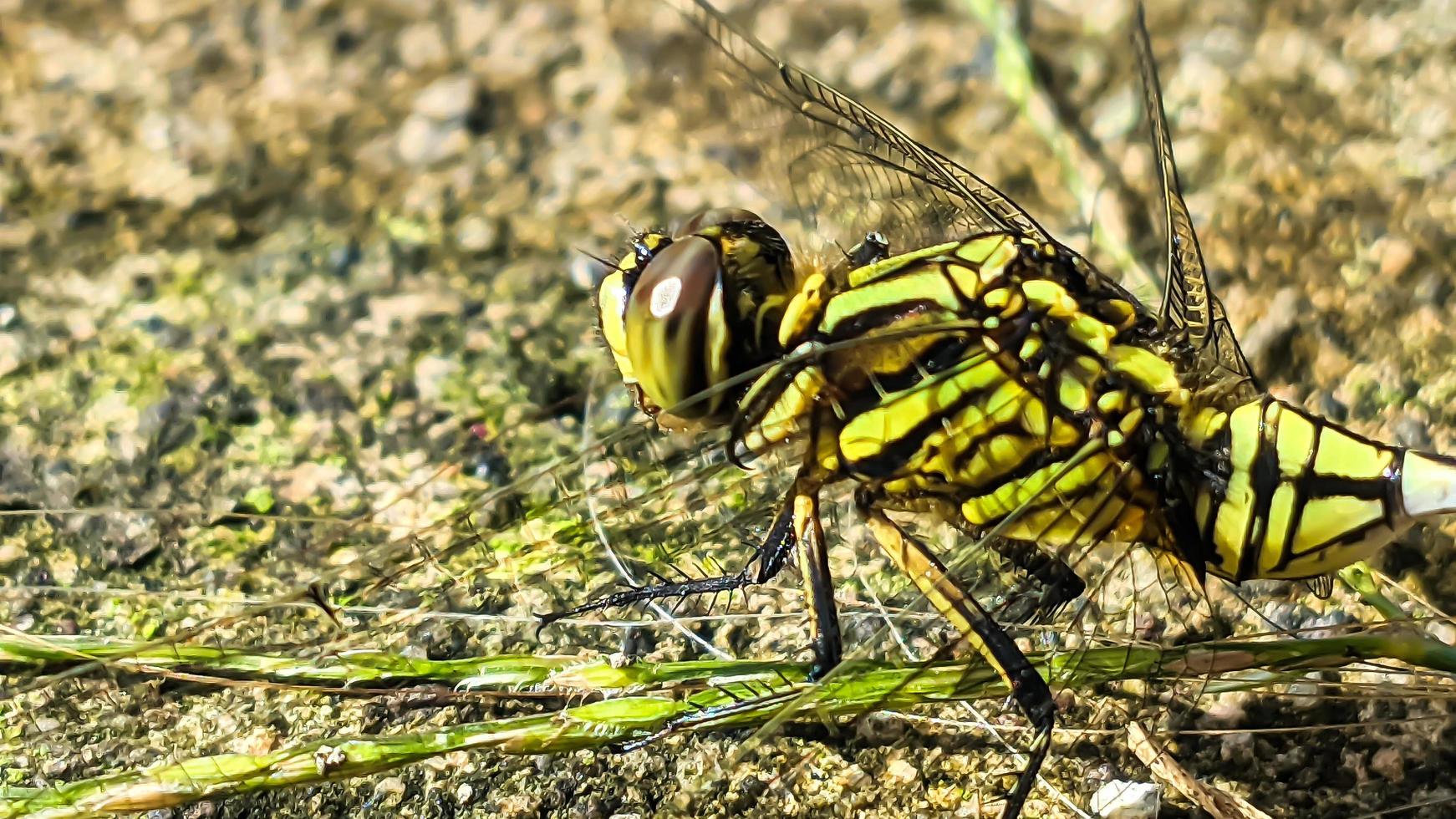 un' giallo-nero libellula arroccato su un' Marrone roccioso superficie durante il giorno, lato Visualizza foto