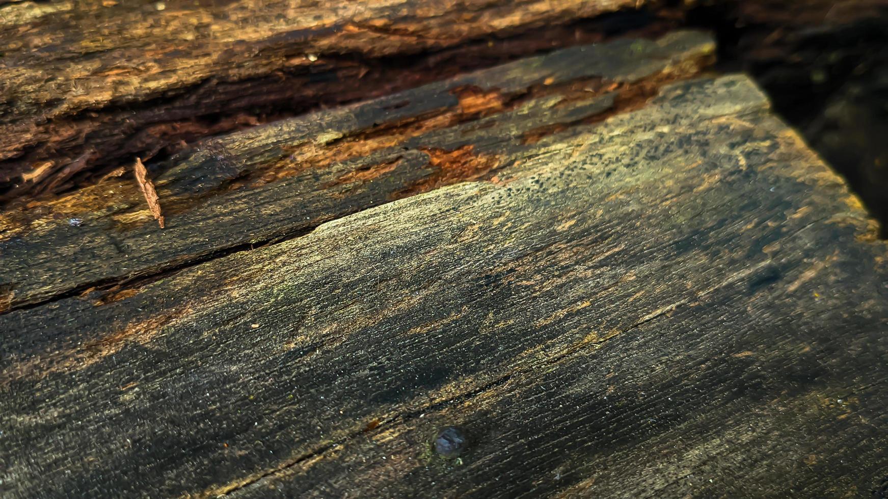 vecchio marcito e umido legna log con crepe e muschio. vuoto spazio per design e testo. naturale sfondo. no le persone. orizzontale. foto