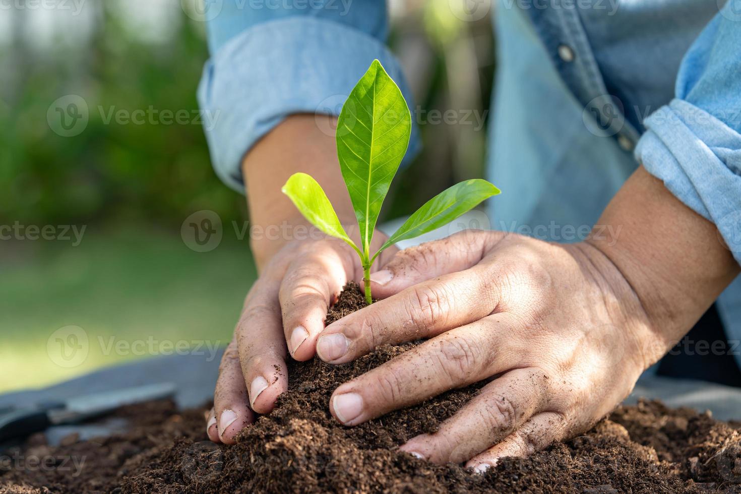 giardiniere donna pianta un' albero con torba muschio biologico importa Ottimizzare suolo per agricoltura biologico pianta in crescita, ecologia concetto. foto