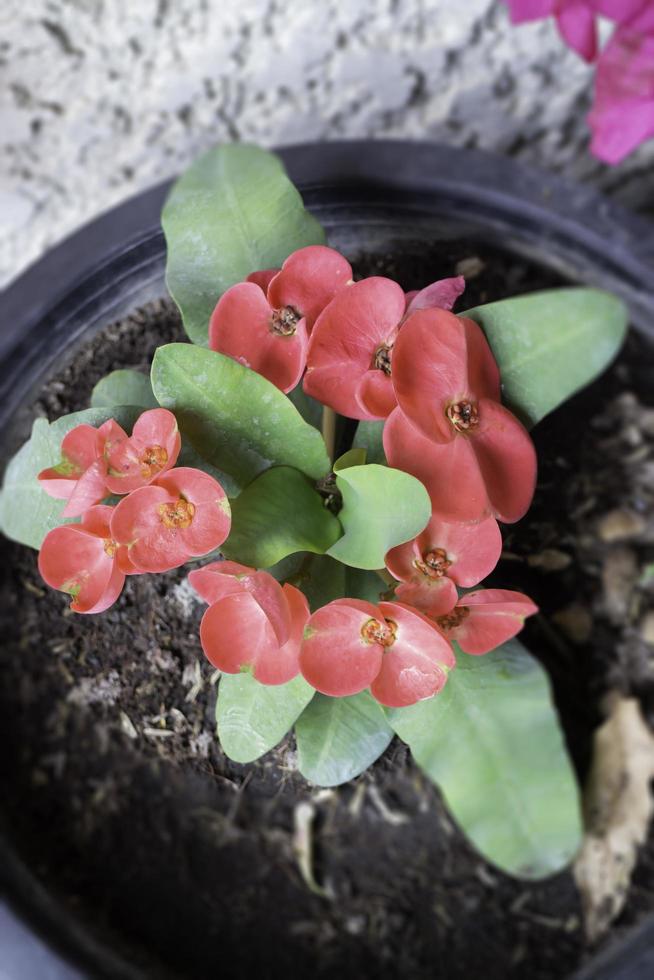 pianta da interno fiore rosso foto