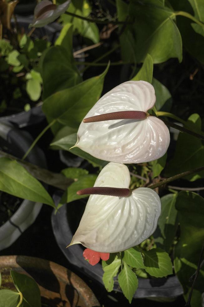 pianta ornamentale in giardino foto